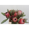 Protea Barbigera Air