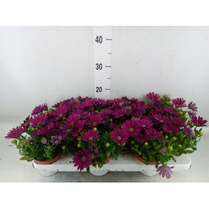 Osteospermum  'Passion Purple'