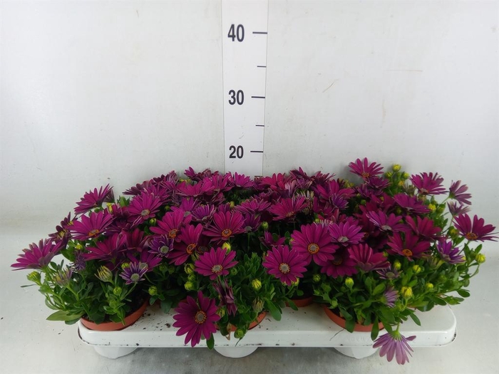 <h4>Osteospermum 'Passion Purple'</h4>