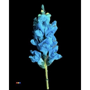 Antirrhinum Light Blue
