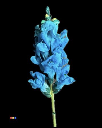 <h4>Antirrhinum Light Blue</h4>