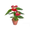 ANTHURIUM ARION P15