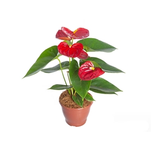 ANTHURIUM ARION P15