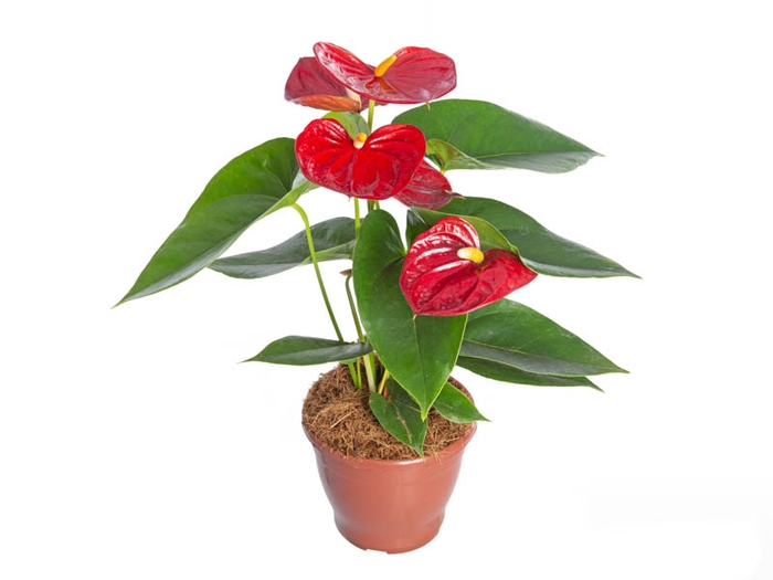 <h4>ANTHURIUM ARION P15</h4>