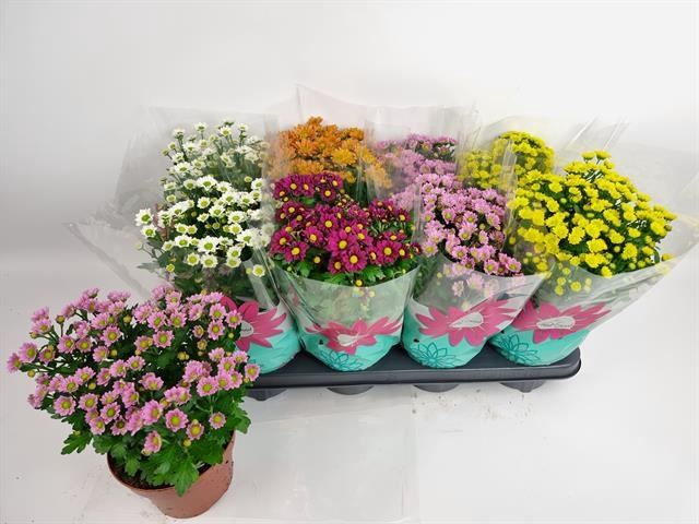 <h4>Chrysanthemum  'Madiba'  ...mix</h4>