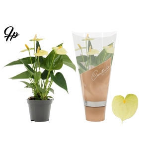 Anthurium 9 cm Vanilla in Couture sleeve