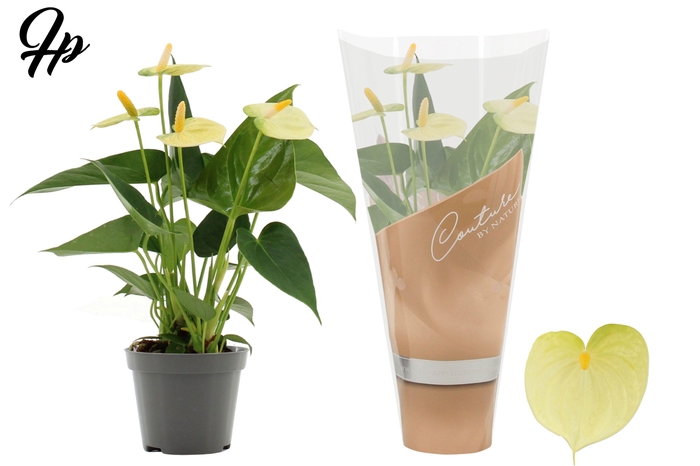 <h4>Anthurium 9 cm Vanilla in Couture sleeve</h4>