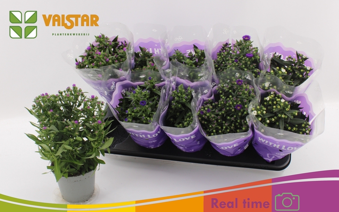 <h4>ASTE STARL GEM</h4>