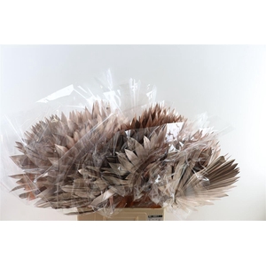 Dried Palm Sun 6pc/bunch Champ Pst