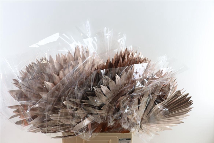 <h4>Dried Palm Sun 6pc/bunch Champ Pst</h4>