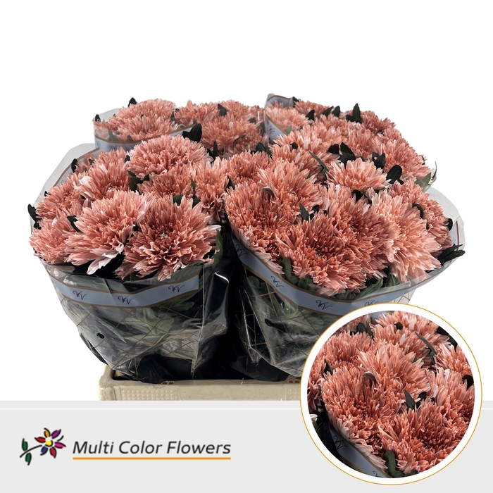 <h4>Chr G Undercover Terracotta Dream</h4>