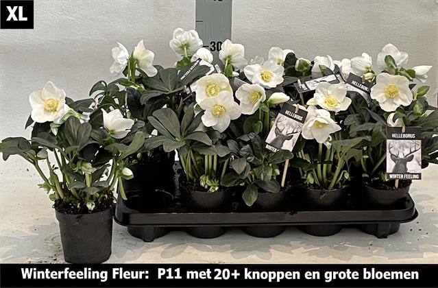 <h4>HELLEBORUS WINTER FLEUR P11 20+</h4>