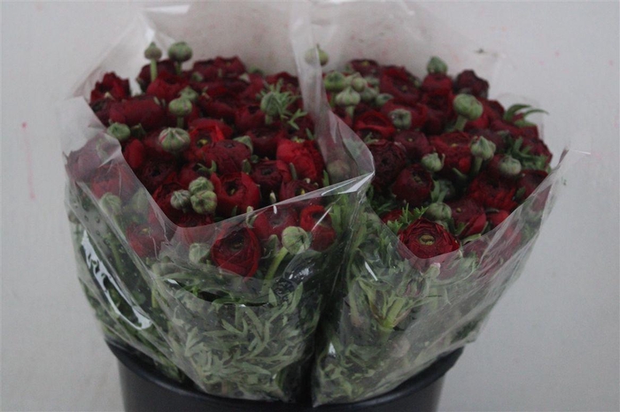 <h4>Ran Elegance Red</h4>