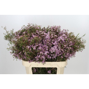 Chamelaucium Solar