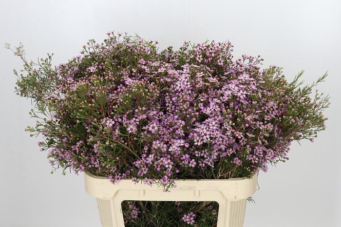 <h4>Chamelaucium Solar</h4>