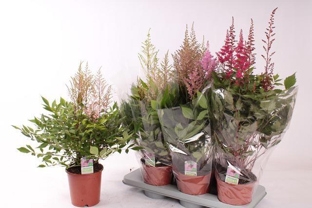 <h4>ASTILB GEM 4 KL</h4>