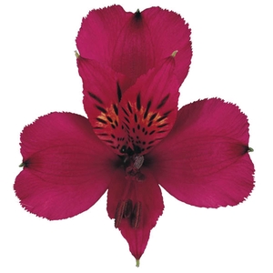 ALSTROEMERIA NAPOLI 080 CM