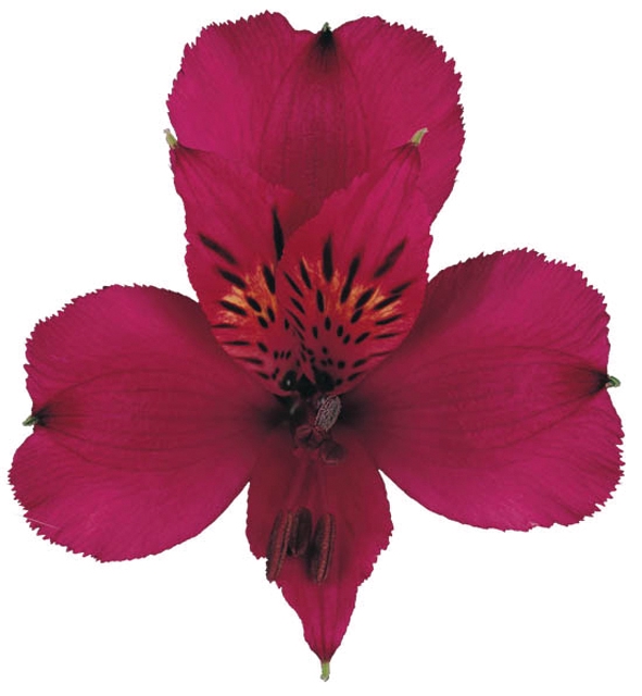 <h4>ALSTROEMERIA NAPOLI 080 CM</h4>