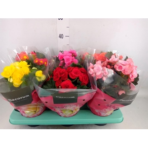Begonia elat. DU   ...mix