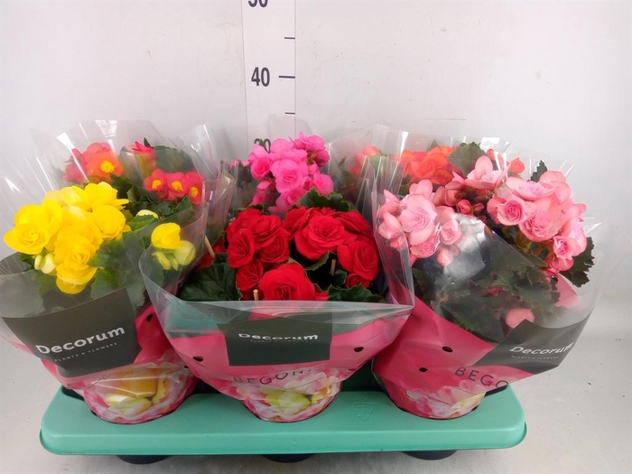 <h4>Begonia elat. DU ...mix</h4>