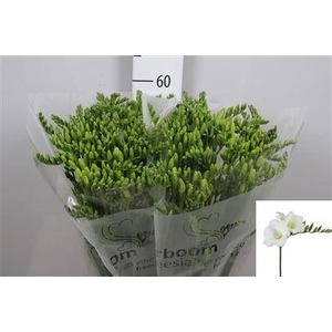 Fr En Wonderful White