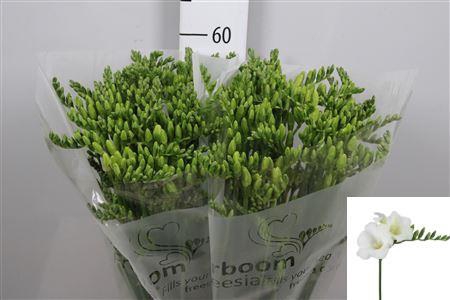 <h4>Fr En Wonderful White</h4>