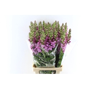 Antirrhinum Maryland Lavender
