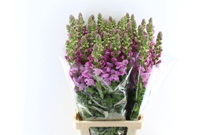 <h4>Antirrhinum Maryland Lavender</h4>