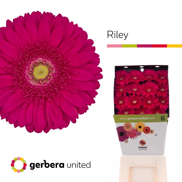 <h4>Gerbera Riley Diamond</h4>