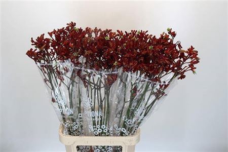 <h4>Anigoz Early Spring</h4>