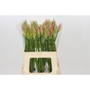 Nerine Vesta K