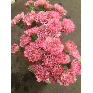 DI ST LEGE (PINK)