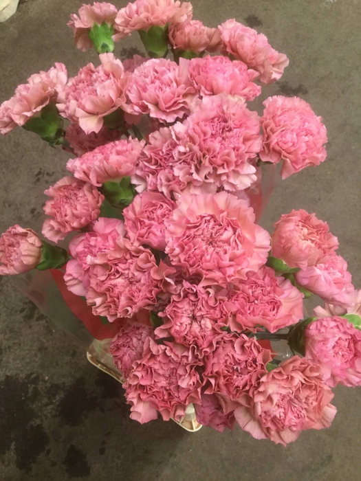 DI ST LEGE (PINK)