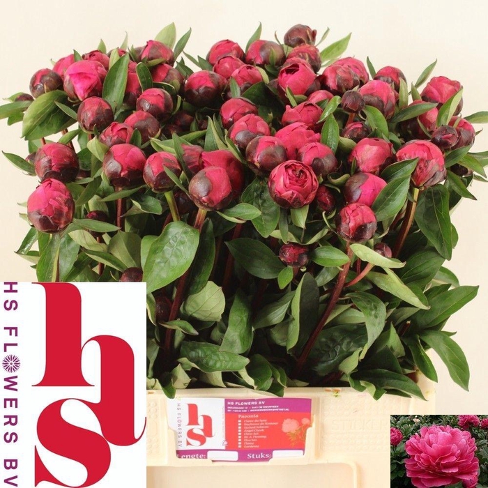 <h4>PAEO L RED SARAH BER</h4>