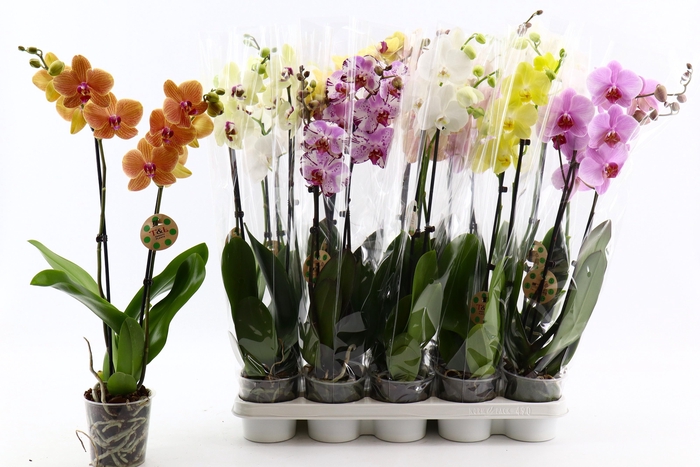 <h4>PHAL GEM 7 KL</h4>