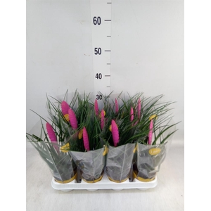 Tillandsia cyanea 'Vincent'