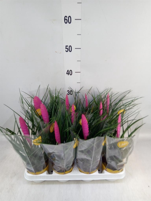 <h4>Tillandsia cyanea 'Vincent'</h4>