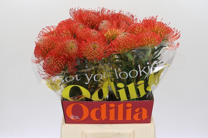 <h4>Nutans Succession</h4>