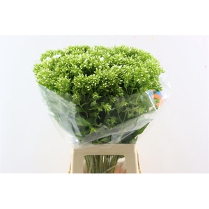 Phlox P Whitecap