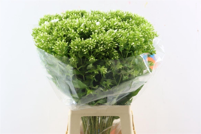 <h4>Phlox P Whitecap</h4>