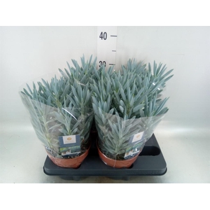 Curio ficoides 'Stelvio'