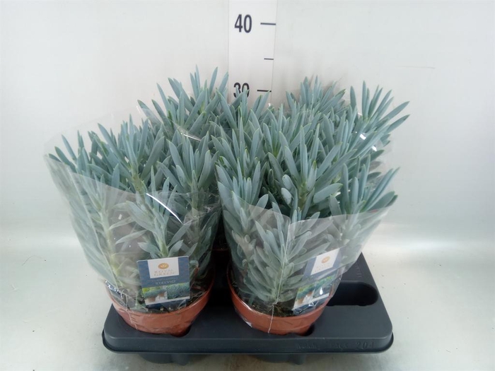 <h4>Curio ficoides 'Stelvio'</h4>