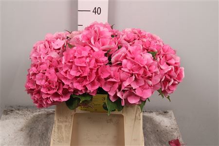 <h4>Hydr M Royal Love</h4>