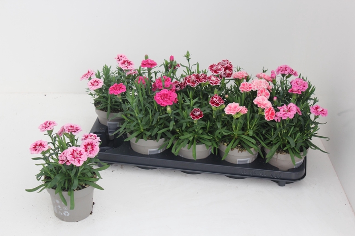 <h4>DIAN OSC GEM</h4>