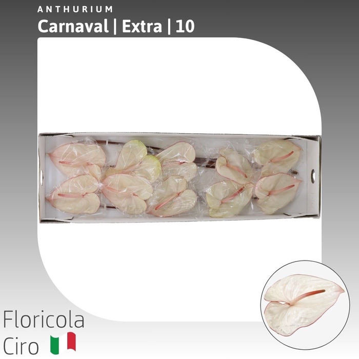 <h4>Anthurium Carnaval | Extra</h4>