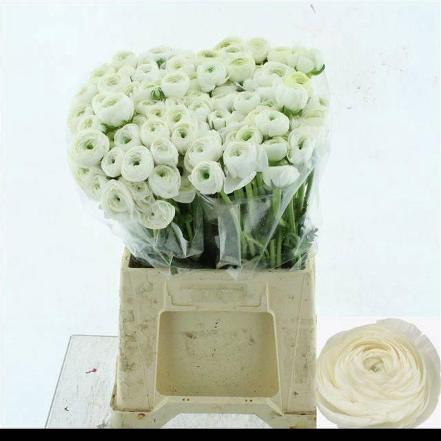 <h4>RAN EL WHITE</h4>