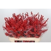 Ilex Rood