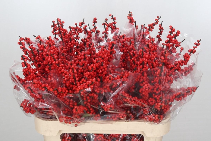 Ilex Crimson