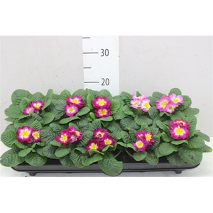 Primula Acaulis Eclipse Rose