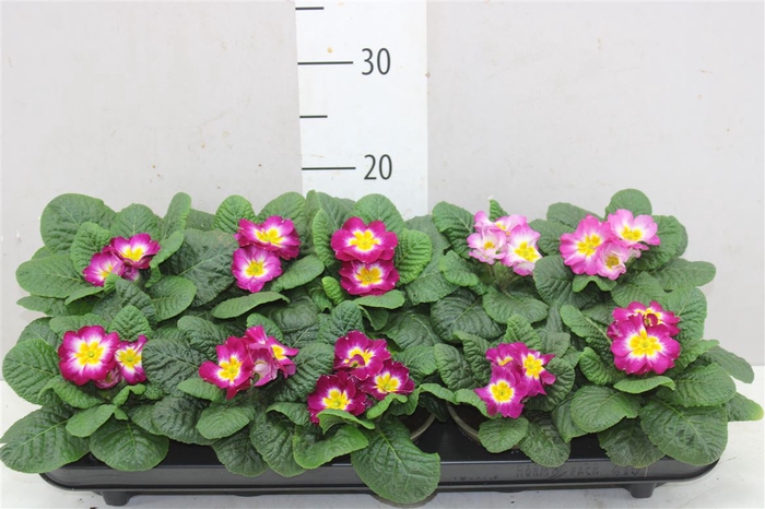 <h4>Primula Acaulis Eclipse Rose</h4>